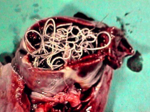 Adulti di dirofilaria in cuore